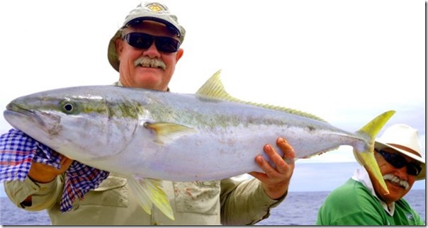 norfolk-island-yellowtail-king.jpg